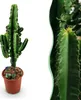 Green boutiQ - Zimmerpflanze - Euphorbia eritrea - Produktbild-Vorschau 1