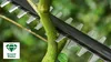 Akku-Teleskop-Heckenschere UniversalHedgePole 18 Produktbild-Vorschau 16