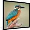 MuchoWow® Gerahmtes Poster Vogel - Eisvogel - Zweig 40x40 Produktbild-Vorschau 1