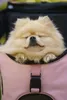 Ibiyaya Ultralight Pro Rucksack für kleine Hunde Katzen Produktbild-Vorschau 18