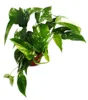 Bielopruhovaný brečtan – Epipremnum variegata – Scindapsus Náhľad obrázku produktu 3