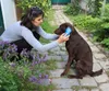 KERBL MagicBrush Hundebürste Blue Sky Produktbild-Vorschau 4