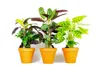 Gardners Calathea Mix, průměr 12 cm Náhled obrázku produktu 2