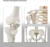 Skelett Schulskelett inkl. Stativ 178 cm, Anatomie Skelett Produktbild-Vorschau 5
