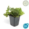 Waldsteinia ternata | 6 Stücke - 10-25cm - Ø9cm - Produktbild-Vorschau 3