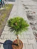Pinus nigra ‘Marie Brégeon’ – Schwarzkiefer, veredelt auf Produktbild-Vorschau 2