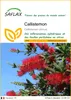 SAFLAX  - Callistemon - 400 graines - Callistemon Voir les images du produit 1