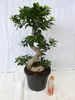 [Palmenlager] XXL Ficus microcarpa "Ginseng" BONSAI 90 cm - Produktbild-Vorschau 3
