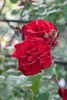 Rosa 'Santana', Kletterrose, leuchtend rot, 5-7,5 Liter Produktbild-Vorschau 3