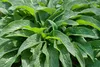 Symphytum officinale, Beinwell, ca. 11x11 cm Topf, robust Produktbild-Vorschau 14