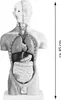 Anatomie Modell Torso des Menschen Anatomiemodell Produktbild-Vorschau 5