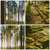 Bild auf Leinwand - Leinwandbild - Wald Baum Natur - Produktbild-Vorschau 8