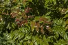 Mahonia aquifolium, Gewöhnliche Mahonie, immergrün, 30–40 Produktbild-Vorschau 3