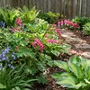 3x Dicentra spectabilis Tränendes Herz Pflanzen, Produktbild-Vorschau 3