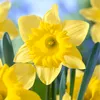 Bloomique - 15er-Mix - Narcissus Dutch Master - große gelbe Produktbild-Vorschau 3
