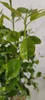 A close-up shot of a young plant with green leaves and a stem. Podgląd zdjęcia produktu