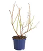 Dehner Heidelbeere Duke, süsse Früchte, ca. 55-65 cm, 3 l Produktbild-Vorschau 3