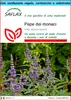 SAFLAX Set regalo - Pepe dei monaci - 30 semi - Vitex Anteprima dell’immagine prodotto 1