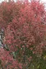 Euonymus europaeus, Pfaffenhütchen, 60–100 cm Produktbild-Vorschau 2