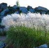A clump of tall ornamental grass with feathery white plumes in the foreground, with large rocks and a small tree in the background. Náhled obrázku produktu