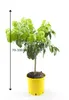 Citrus Paradisi – drzewko grejpfrutowe 70–100 cm – roślina Podgląd zdjęcia produktu 5
