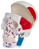 Anatomie Modell Skelett Knochen Körper Mensch Muskeln Produktbild-Vorschau 3