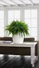 LECHUZA-Pot de plantes CLASSICO Color 35 Blanc | Pot de Voir les images du produit 4