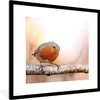 MuchoWow® Gerahmtes Poster Rotkehlchen - Ast - Baum 40x40 Produktbild-Vorschau 1