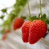 Truskawka pnąca wisząca  1L Podgląd zdjęcia produktu 6