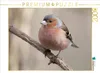 CALVENDO Puzzle Buchfink 2000 Teile Puzzle quer | 2000 Produktbild-Vorschau 2