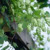 2er-Set - Humulus Lupulus - Hopfenpflanze - geeignet zum Produktbild-Vorschau 4