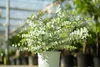 2x XL Eucalyptus Gunni Gunnii Arbusto di eucalipto 35-50 Anteprima dell’immagine prodotto 3