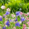 Bloomique - Lot de 3 - Aquilegia Caerulea Spring Magic - Voir les images du produit 3