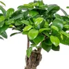 Bloomique - Lot de 2 - Ficus Ginseng - Bonsaï - Plantes Voir les images du produit 3