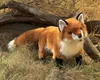 Folkmanis Handpuppe Fuchs 45 cm Produktbild-Vorschau 3