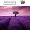 300x Lavendel Samen mit hoher Keimrate - Vielseitig Produktbild-Vorschau 5