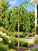 Trauerbirke Betula pendula youngii Hängebirke Stammhöhe 60 Produktbild-Vorschau 2