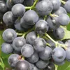 Winorośl Muscat Bleu 2L Podgląd zdjęcia produktu 1