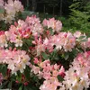 Rhododendron 'Percy Wiseman' | 40-50 cm in pot Productafbeelding-voorbeeld 2