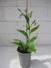 Echter Beinwell - Wilder Comfrey - Symphytum officinale - Produktbild-Vorschau 2