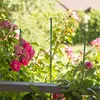 Pali per piante Relaxdays, set da 10, 75 cm, Ø 10 mm, Anteprima dell’immagine prodotto 5