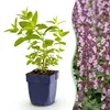 Green boutiQ - Stauden - Nepeta sib. Wild Orchid - Produktbild-Vorschau 1