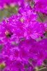 Rhododendron obt. 'Königstein', lila Blüten, 30–40 cm Produktbild-Vorschau 4