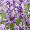 Bloomique - Lot de 3 - Lavandula Angustifolia 'Hidcote' - Voir les images du produit 4