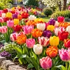 100 Stück Farbenfrohe Tulpenzwiebeln – für ein Produktbild-Vorschau 2