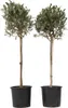 Olivenbaum - 2 Stk - Olea europaea - Höhe 90-100cm - ⌀21cm Produktbild-Vorschau 1