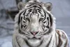 JS Care Tiger-Salbe | revitalisierend für Muskeln und Produktbild-Vorschau 4