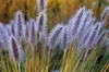 Stauden Gänge 1 x Pennisetum alopecuroides 'Cassian' im 1 Produktbild-Vorschau 3