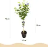 Green boutiQ - Tuinplant - Hibiscus syriacus Blue Chiffon® Voir les images du produit 3
