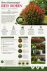 Rote Glanzmispel Red Robin 40–60 cm | Photinia fraseri | Produktbild-Vorschau 2